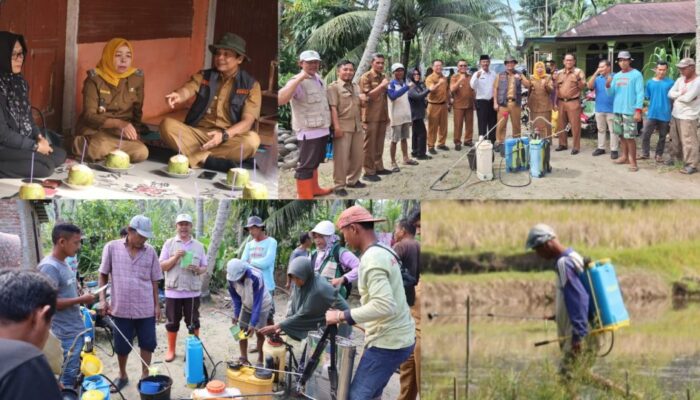 Pemko Pariaman Basmi Hama Wereng di Desa Cubadak Air