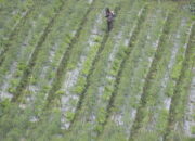 Perlambatan Ekonomi Sumbar Munculkan Kekhawatiran