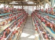 Swasembada Protein Dimulai dengan Pengembangan Hilirisasi Ayam Terintegrasi