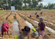 Warga Nagari Padang Toboh Olah Jerami dan Kotoran Ternak Jadi Uang