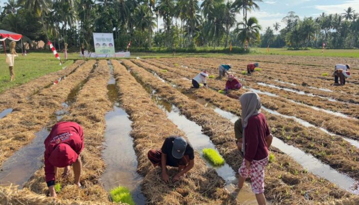 Warga Nagari Padang Toboh Olah Jerami dan Kotoran Ternak Jadi Uang