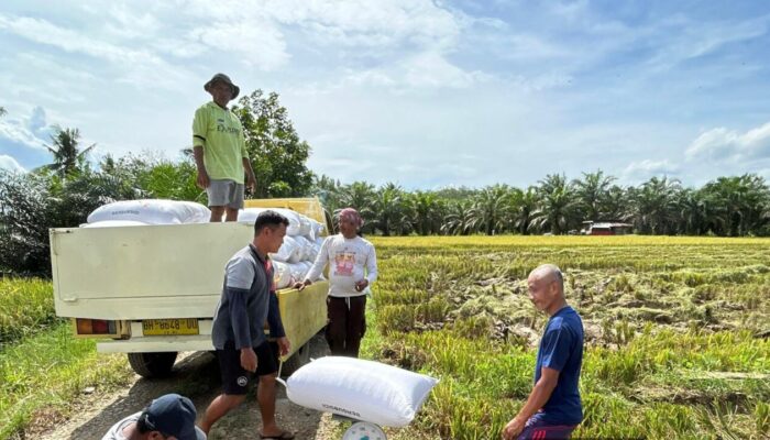 Ketahanan Pangan di Solok Terjaga, BULOG Optimalkan Serapan Gabah Petani