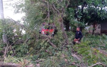 Akibat Hujan Deras dan Angin Kencang, Satu Pohon Tumbang Tutup Akses Jalan