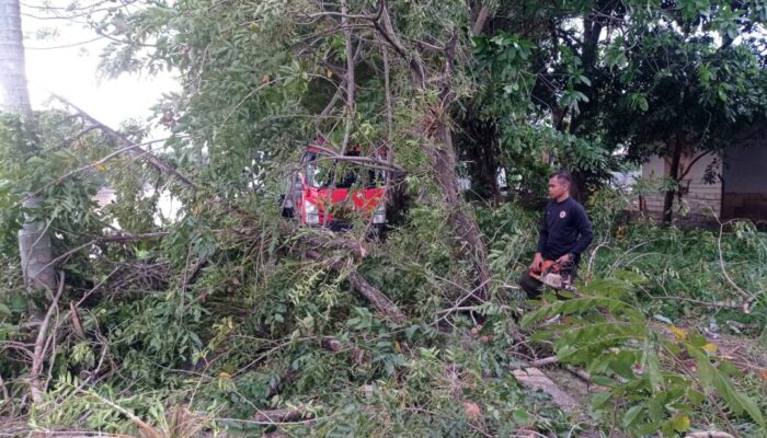 Akibat Hujan Deras dan Angin Kencang, Satu Pohon Tumbang Tutup Akses Jalan