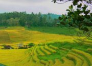 Rehabilitasi Lahan Pertanian Sumbar Terus Dikebut, Rusak Ringan Sudah 70 Persen, Rusak Berat Belum Jelas