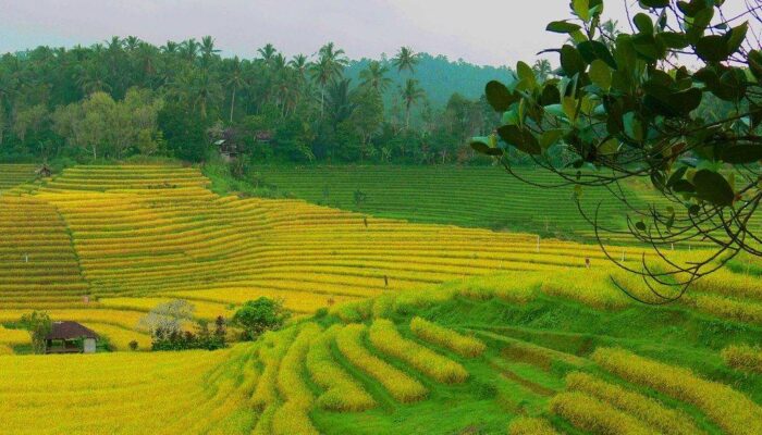 Rehabilitasi Lahan Pertanian Sumbar Terus Dikebut, Rusak Ringan Sudah 70 Persen, Rusak Berat Belum Jelas