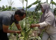 BUMNag Sapayuang Panen Jagung Manis, Nagari Aia Manggih Ciptakan Kemandirian Ekonomi