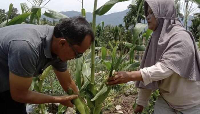 BUMNag Sapayuang Panen Jagung Manis, Nagari Aia Manggih Ciptakan Kemandirian Ekonomi