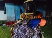 Damkar Pessel Evakuasi Sarang Tawon di Kedai Kosong Lengayang, Warga Sempat Resah