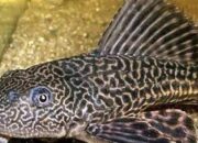 Warga Padang Diimbau Tidak Makan Ikan Sapu-Sapu, Ini Dampaknya Jika Mengkonsumsi