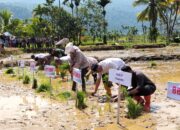 Agam Pusat Pelaksanaan Tanam Serentak, Pulihkan Pertanian Lebih Cepat