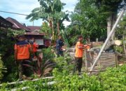 Pohon Kapuk Tumbang di Padang Barat, Akses Warga Sempat Lumpuh