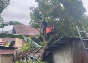 Pohon Rambutan Tumbang Timpa Rumah Warga di Padang Selatan, Evakuasi Masih Berlangsung