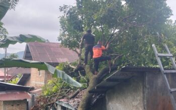 Pohon Rambutan Tumbang Timpa Rumah Warga di Padang Selatan, Evakuasi Masih Berlangsung