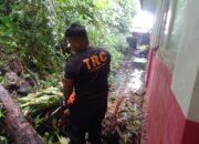 Pohon Kelapa Tumbang Hantam Ruang Guru SDN 12 Padang Besi, BPBD Bergerak Cepat Evakuasi Lokasi