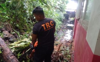 Pohon Kelapa Tumbang Hantam Ruang Guru SDN 12 Padang Besi, BPBD Bergerak Cepat Evakuasi Lokasi