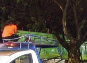 Pohon Trembesi Raksasa Tumbang di By Pass Kayu Gadang, Tim BPBD Padang Bergerak Cepat Evakuasi Truk dan Kabel Listrik