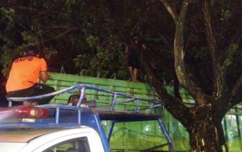 Pohon Trembesi Raksasa Tumbang di By Pass Kayu Gadang, Tim BPBD Padang Bergerak Cepat Evakuasi Truk dan Kabel Listrik