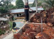 Harga TBS Swadaya Pesisir Selatan Jauh di Bawah Daerah Lain, Novermal: Petani Jangan Terus Jadi Korban