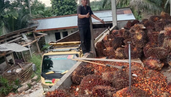 Harga TBS Swadaya Pesisir Selatan Jauh di Bawah Daerah Lain, Novermal: Petani Jangan Terus Jadi Korban