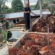 Harga TBS Swadaya Pesisir Selatan Jauh di Bawah Daerah Lain, Novermal: Petani Jangan Terus Jadi Korban