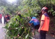 Angin Kencang Tumbangkan Pohon Besar di Lubeg