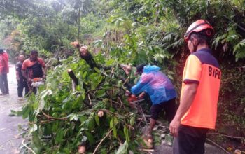 Angin Kencang Tumbangkan Pohon Besar di Lubeg
