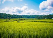 Rehabilitasi Sawah Terdampak Bencana Sumbar Capai 98 Persen, Penanaman Dikebut