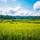Rehabilitasi Sawah Terdampak Bencana Sumbar Capai 98 Persen, Penanaman Dikebut