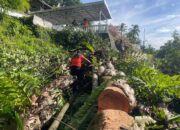 Hujan dan Angin Kencang Sebabkan Pohon Tumbang di Dua Titik Kota Padang