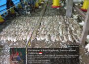 Peternak Rugi Puluhan Juta, ATS Kandang Diduga Meledak Akibat Tegangan Tinggi
