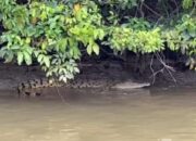Buaya Sepanjang Dua Meter Resahkan Warga Surantih Pessel