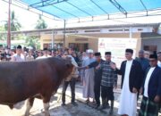 Sapi Kurban Presiden Prabowo Tiba di Bayang, Warga Pesisir Selatan Antusias
