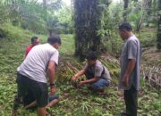 Satresnarkoba Polres Pasaman Barat Ringkus Pengedar Sabu-Sabu dan Ganja Kering di Jorong Sidomulyo