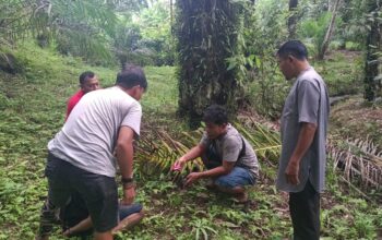 Satresnarkoba Polres Pasaman Barat Ringkus Pengedar Sabu-Sabu dan Ganja Kering di Jorong Sidomulyo