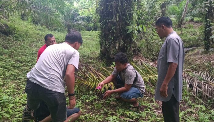 Satresnarkoba Polres Pasaman Barat Ringkus Pengedar Sabu-Sabu dan Ganja Kering di Jorong Sidomulyo