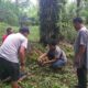 Pasaman Barat