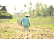 Sawah Sumbar Menyusut 1.000 Hektare per Tahun, Pemprov Kejar Target 87 Persen LP2B