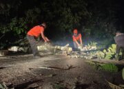 Pohon Tumbang Timpa Kabel Listrik, Akses Jalan Sempat Lumpuh
