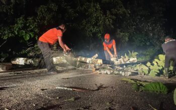 Pohon Tumbang Timpa Kabel Listrik, Akses Jalan Sempat Lumpuh