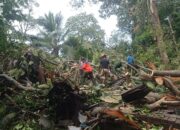 Rumah Warga di Bukit Gado-Gado Hancur Tertimpa Pohon Raksasa, Kerugian Diperkirakan Capai Rp65 Juta