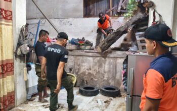 Pohon Karet Tumbang Timpa Rumah Warga