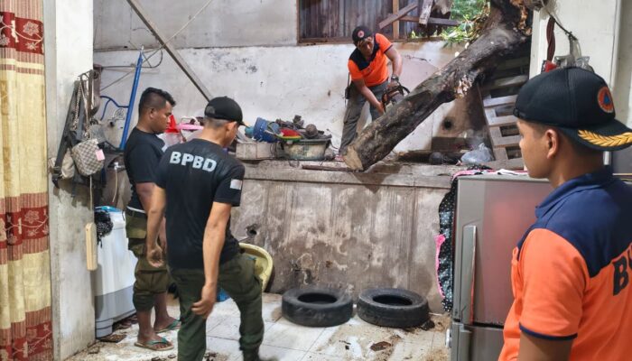 Pohon Karet Tumbang Timpa Rumah Warga