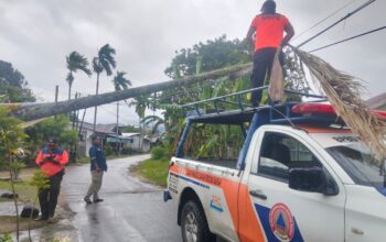 Angin Kencang Melanda Kota Padang, Pohon Pinang Timpa Kabel Telpon di Surau Gadang