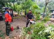 Pohon Sungkai Tumbang Timpa Kabel Listrik di Kuranji