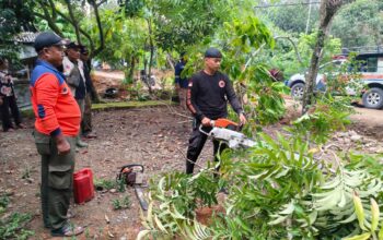 Pohon Sungkai Tumbang Timpa Kabel Listrik di Kuranji
