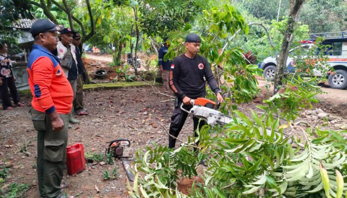 Pohon Sungkai Tumbang Timpa Kabel Listrik di Kuranji