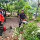 Pohon Sungkai Tumbang Timpa Kabel Listrik di Kuranji