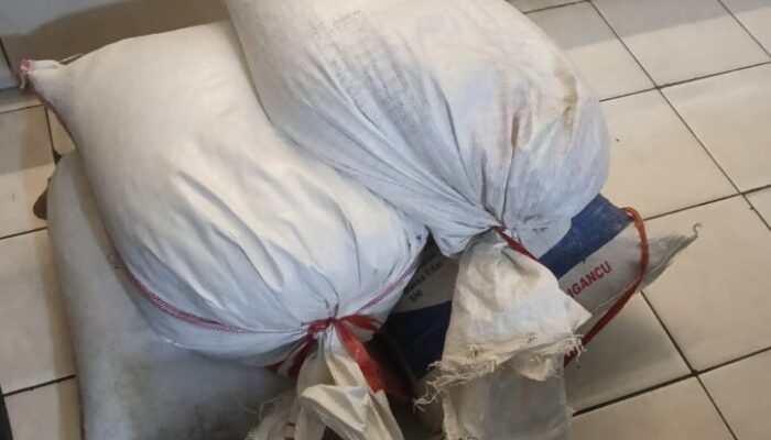 Dubalang Padang Selatan Diamankan Usai Curi 93 Kg Cengkeh