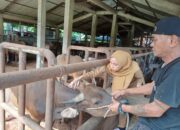 Mobilitas Ternak Tinggi, Pemko Padang Gencarkan Vaksinasi Gratis untuk Cegah Penyebaran PMK